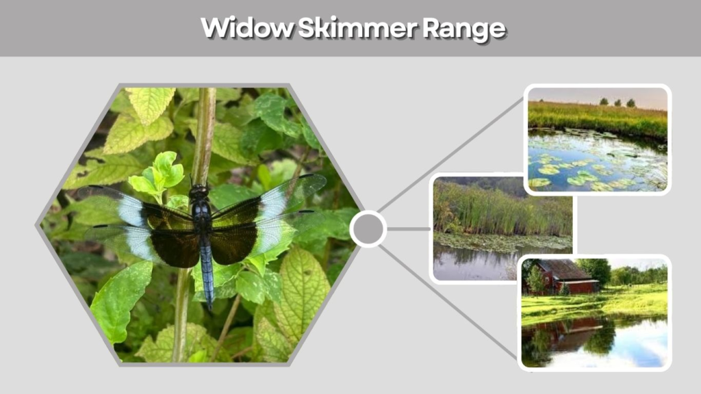 Widow Skimmer Range