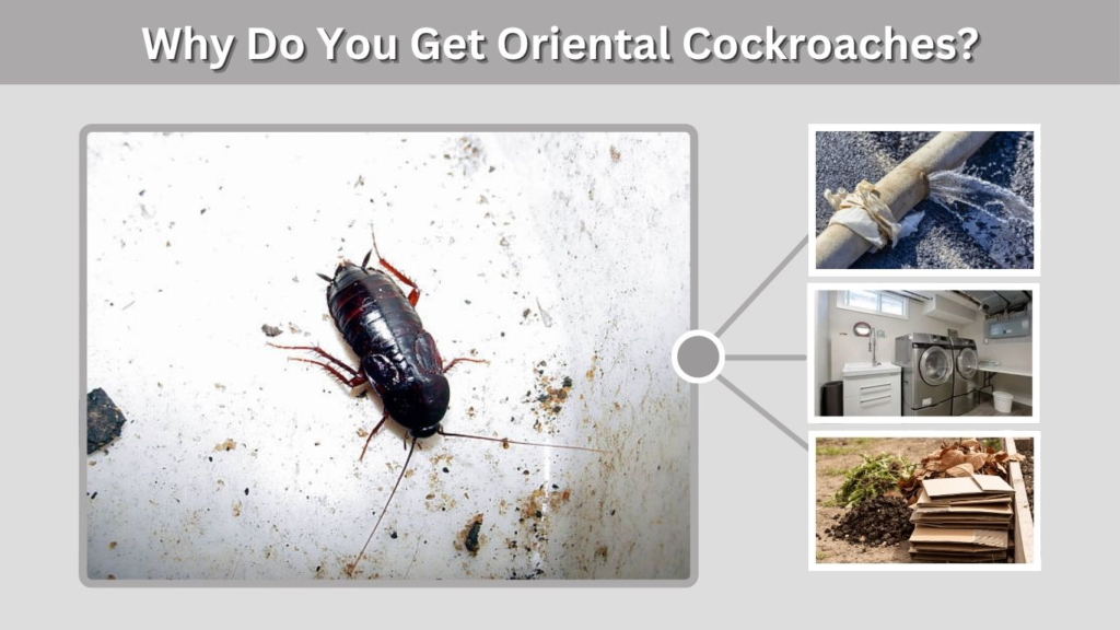Why Do You Get Oriental Cockroaches?