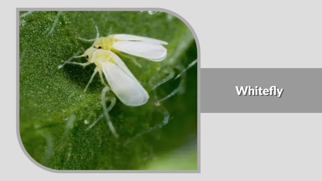 12. Whitefly