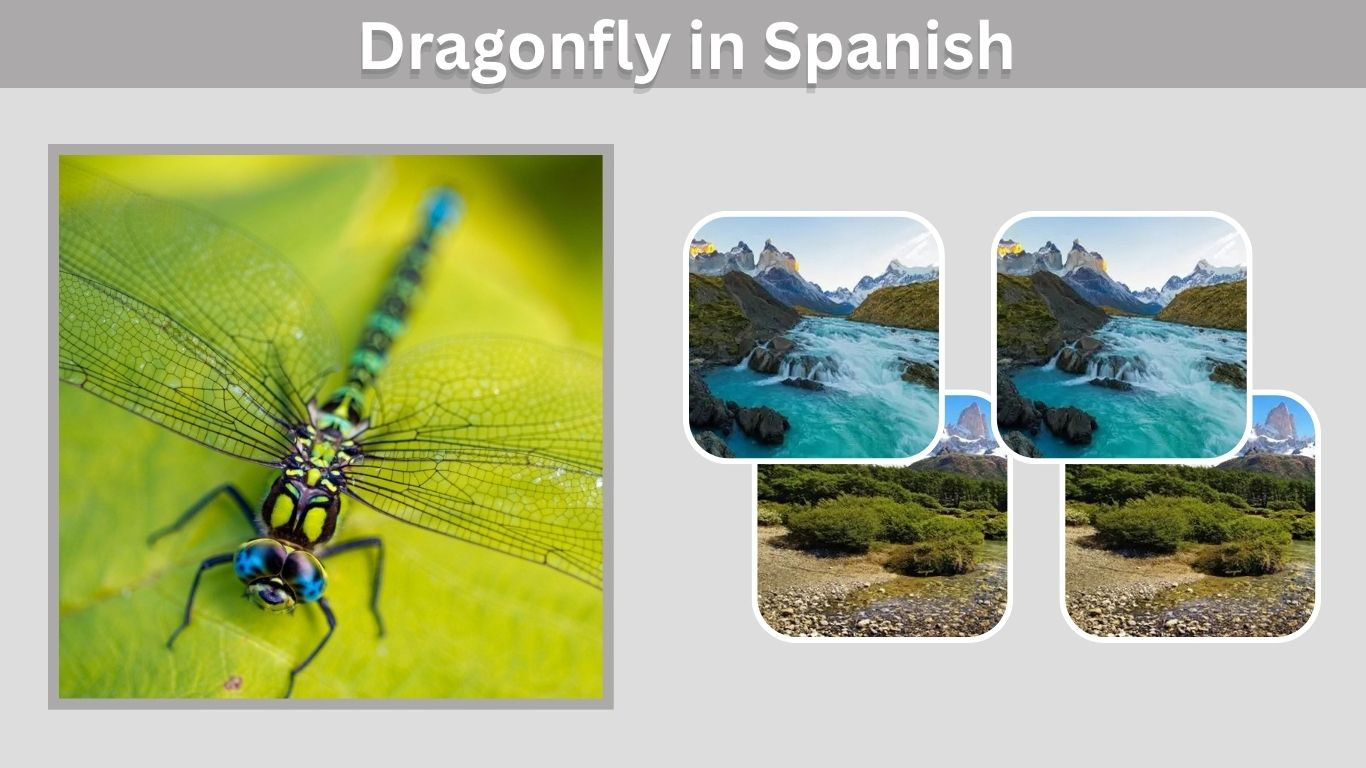 Dragonfly in Spanish