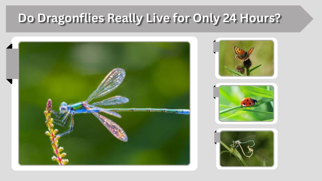 Do Dragonflies Really Live for Only 24 Hours?