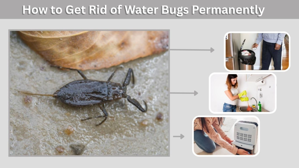 How to Get Rid of Water Bugs Permanently