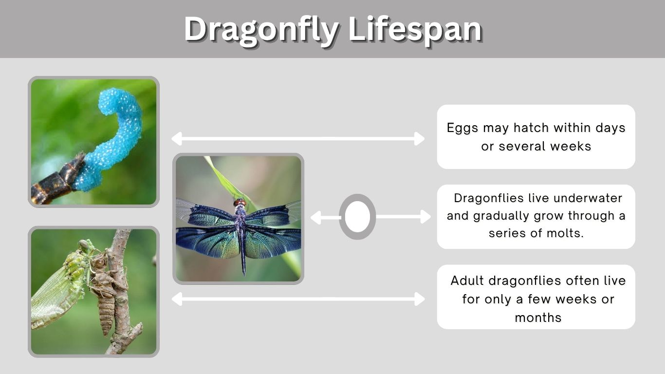 Dragonfly Lifespan: How Long Do Dragonflies Really Live?