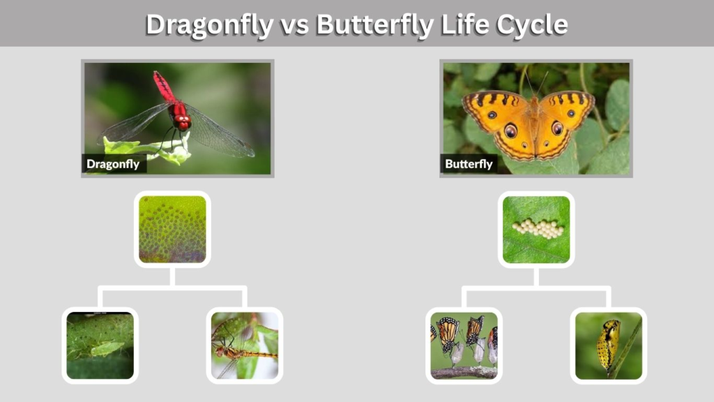 Dragonfly Life Cycle Stages