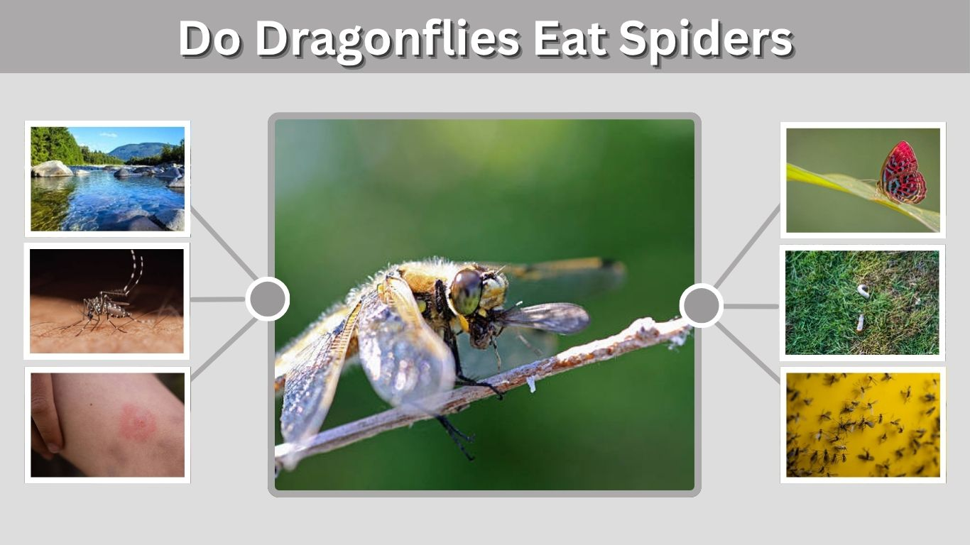 Do Dragonflies Eat Spiders? Diet and Feeding Facts