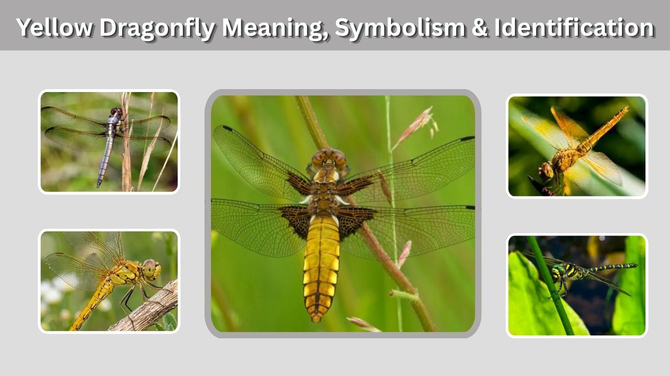 Yellow Dragonfly Meaning, Symbolism & Identification
