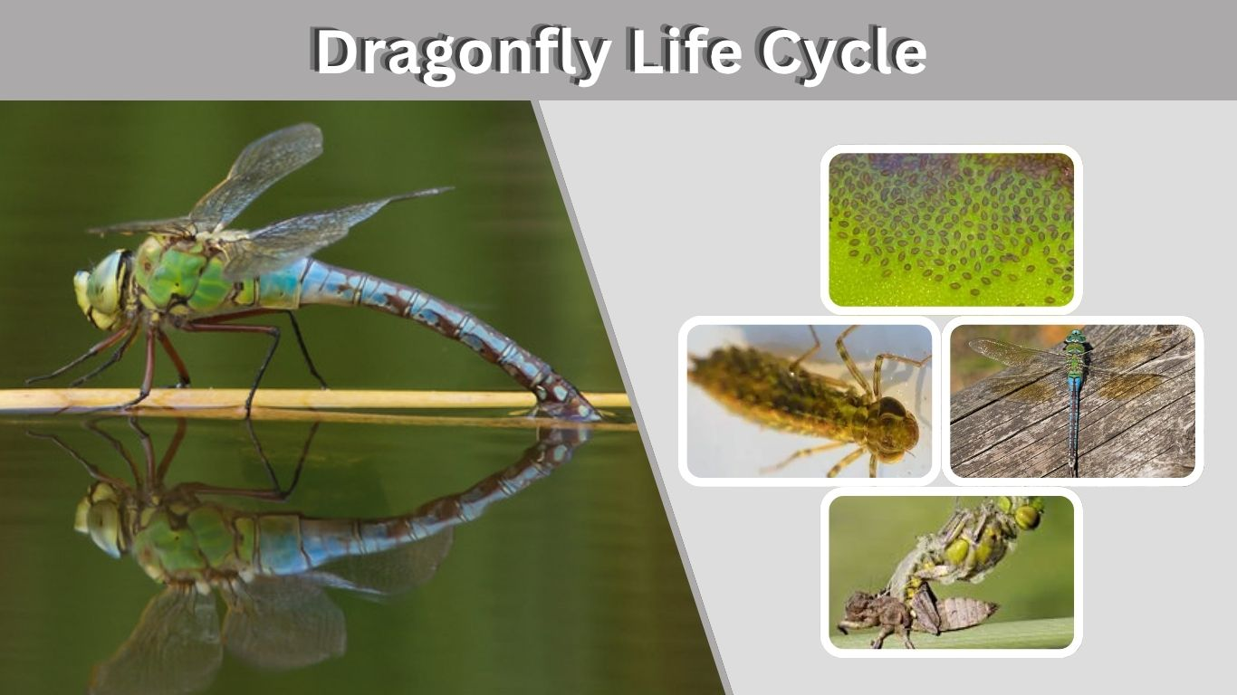Dragonfly Life Cycle: Stages, Timeline and Fascinating Facts