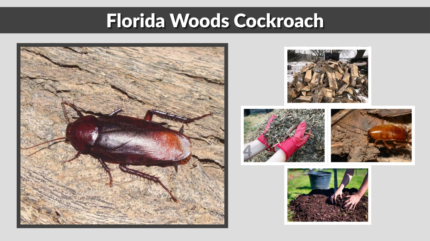 Florida Woods Cockroach: Size, Habitat, Behaviors, and Identification