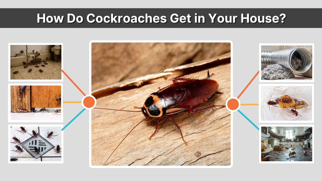 How Do Cockroaches Get in Your House? 7 Common Entry Points 