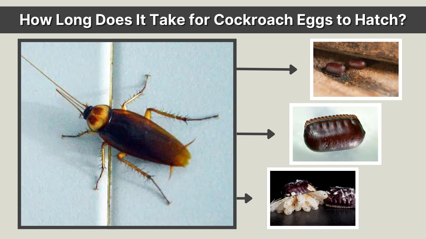 How Long Does It Take for Cockroach Eggs to Hatch?
