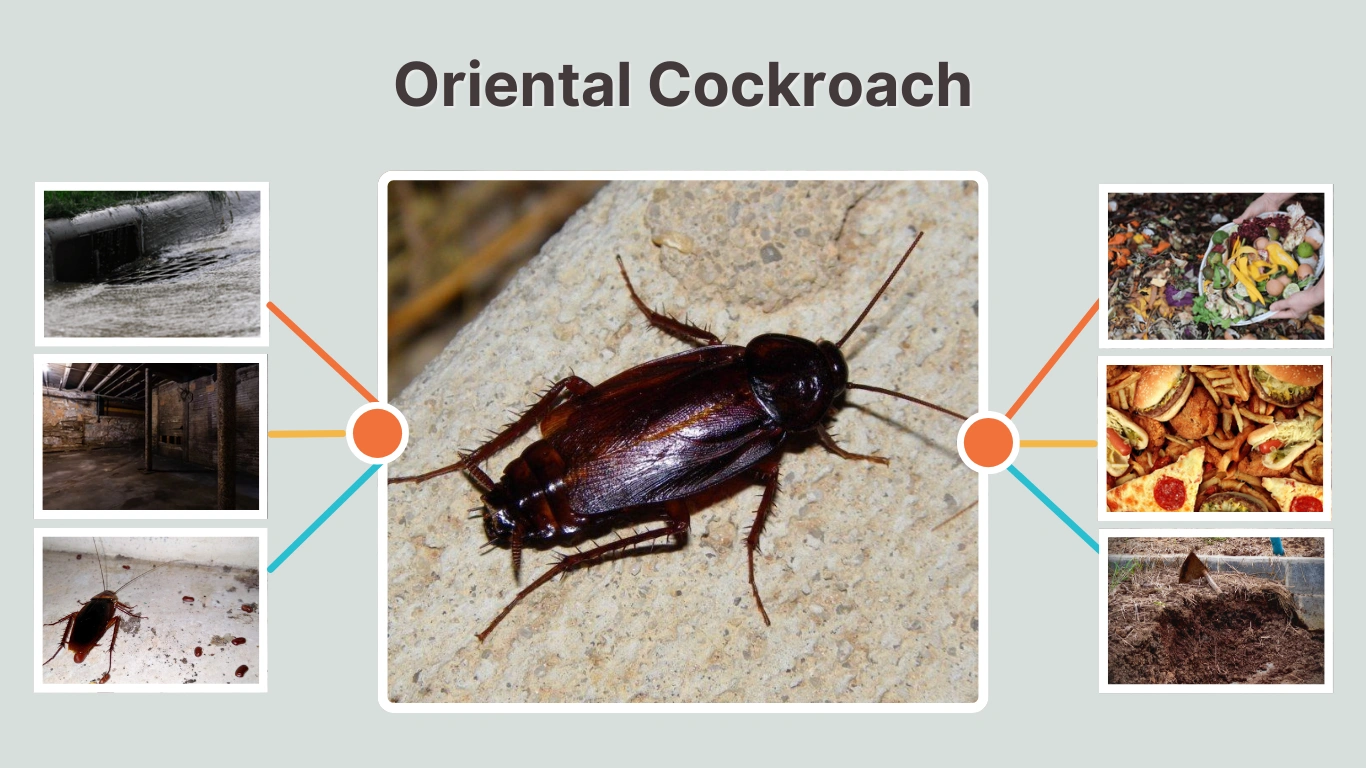 Oriental Cockroach: Size, Identification, Life Cycle, Diet & Control