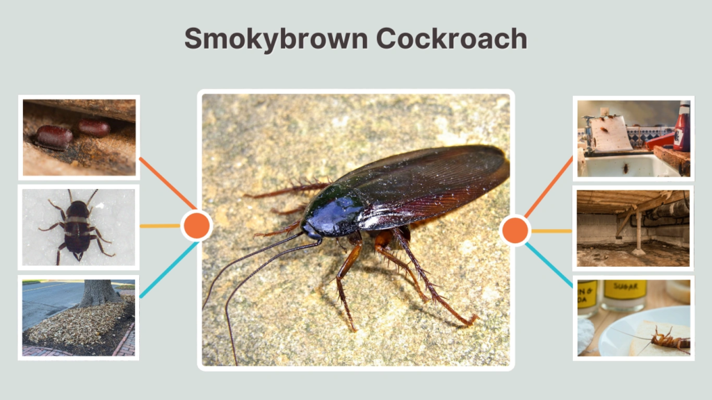 Smokybrown Cockroach: Identification, Life Cycle, Habitat & Control