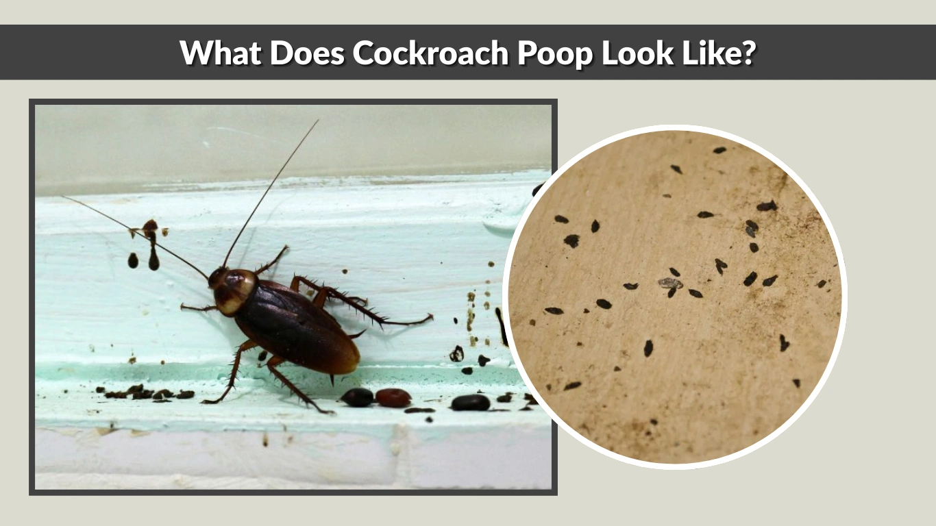What Does Cockroach Poop Look Like? Identify By Images 