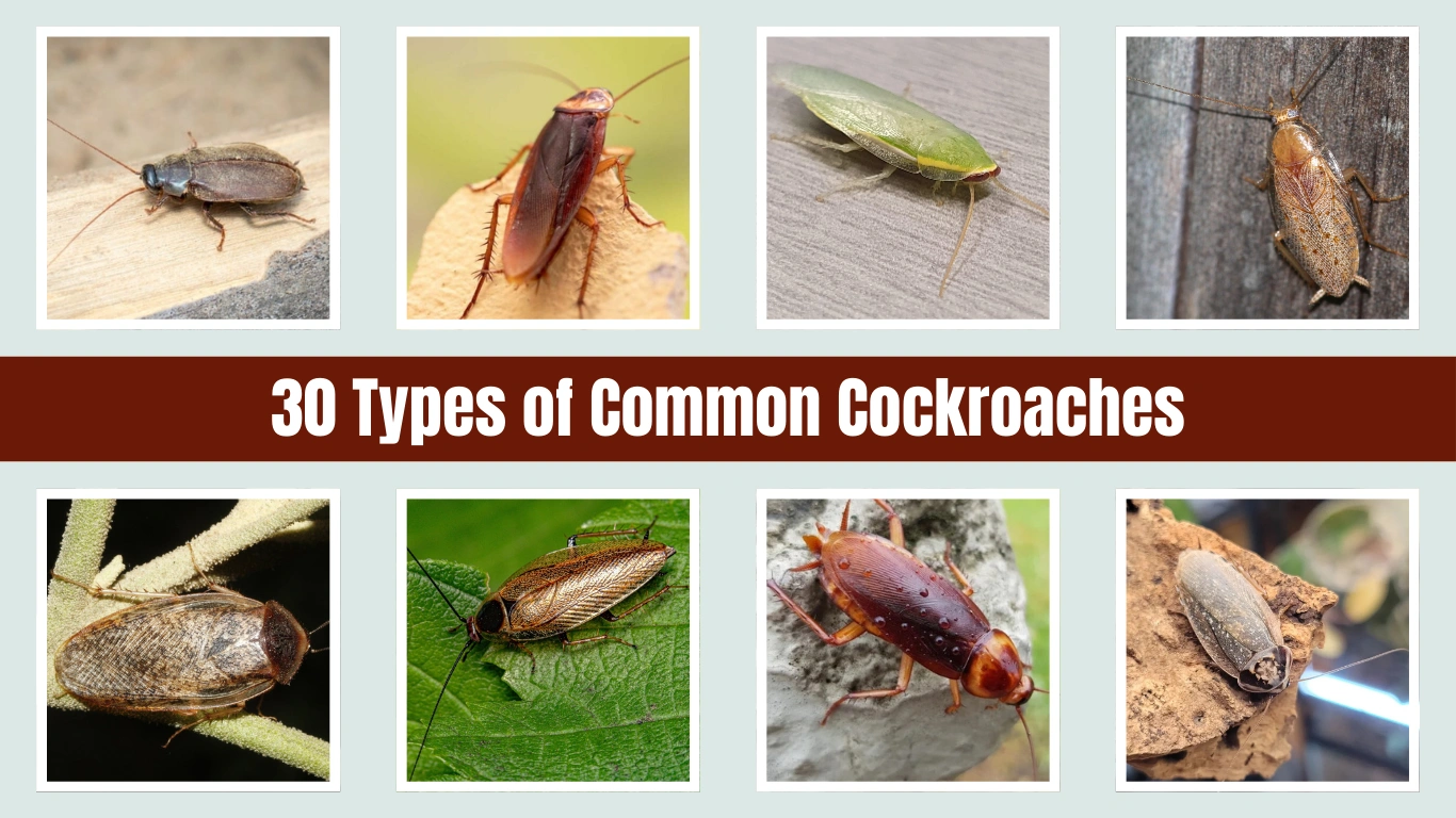 30 Types of Common Cockroaches: Identify the Different Species