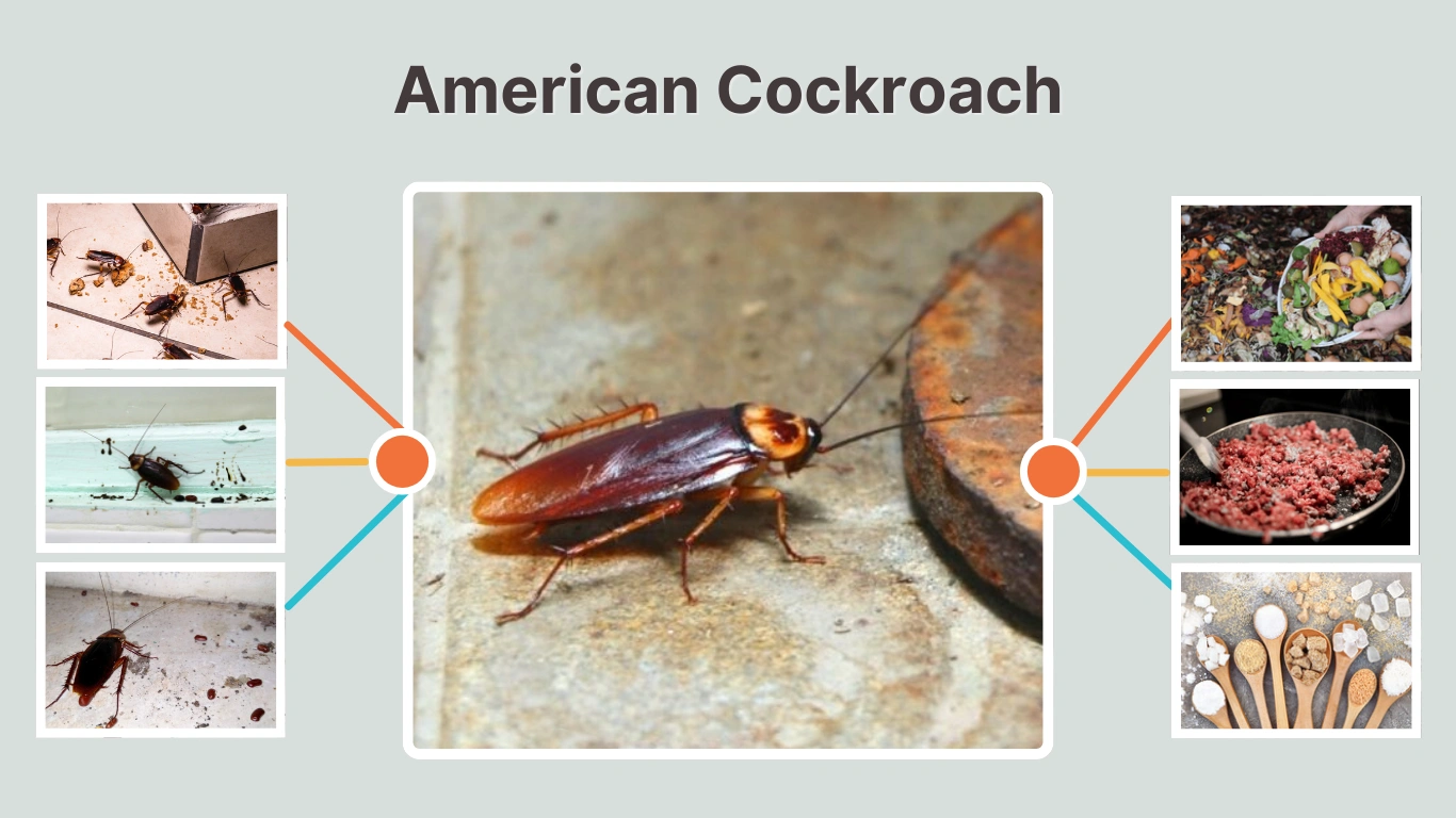 American Cockroach: Size, Identification, Life Cycle, Diet & Facts
