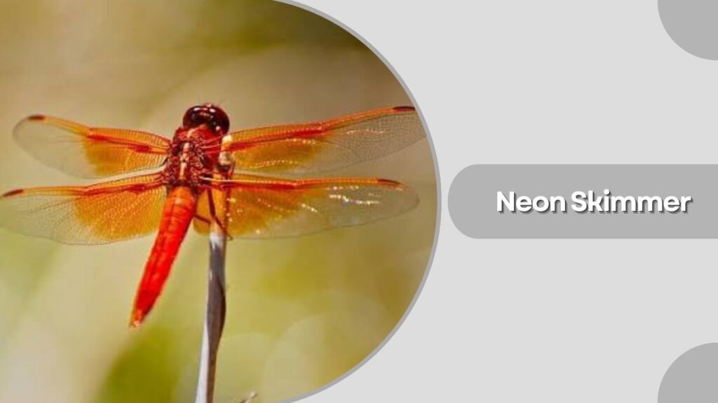 Neon Skimmer