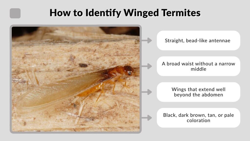 How to Identify Winged Termites