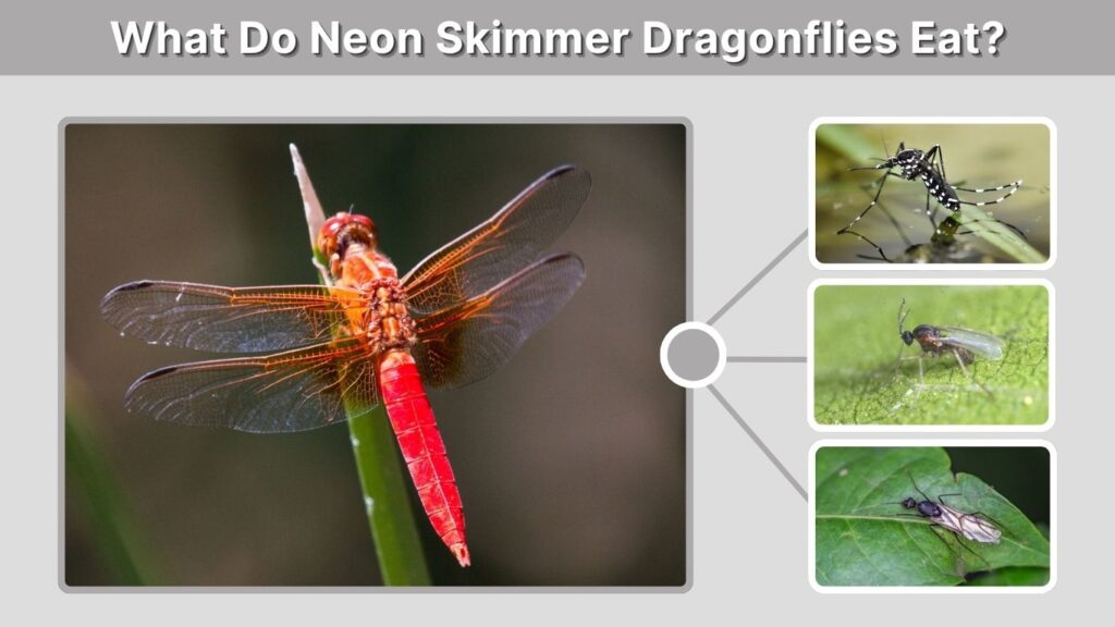 What Do Neon Skimmer Dragonflies Eat?