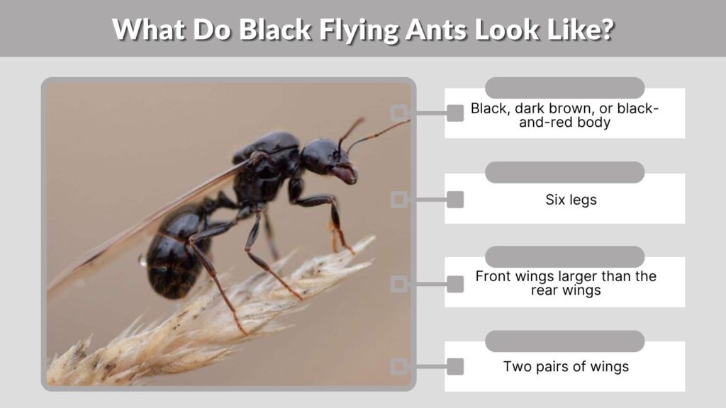 What Do Black Flying Ants Look Like?