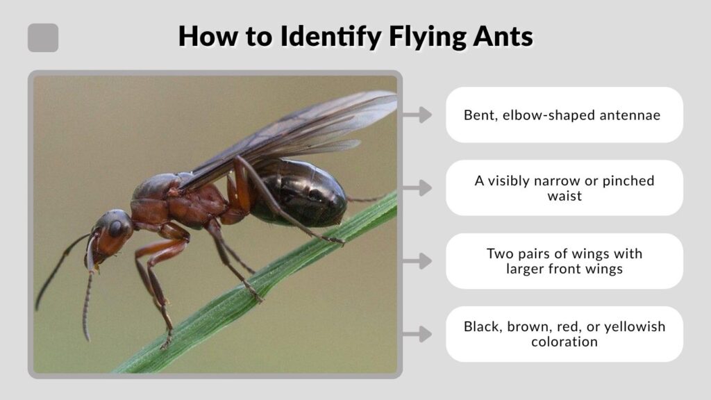 How to Identify Flying Ants