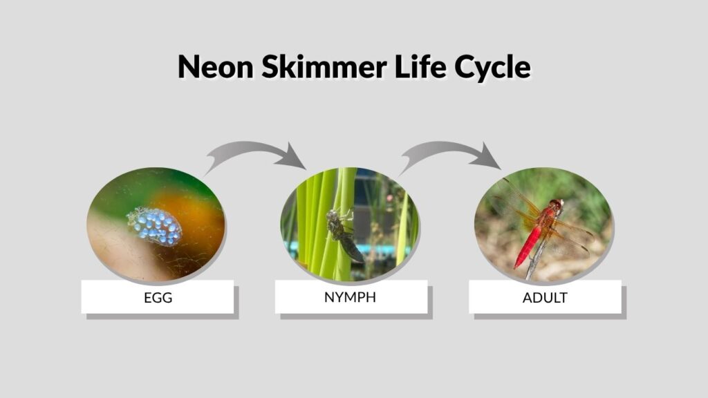 Neon Skimmer Life Cycle
