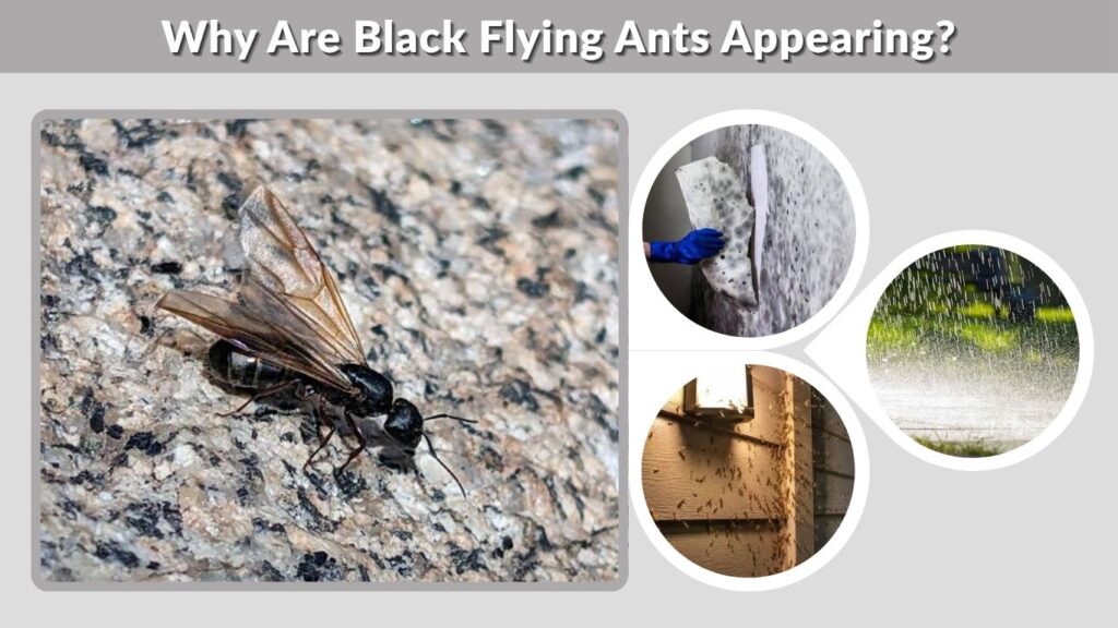 Why Are Black Flying Ants Appearing?