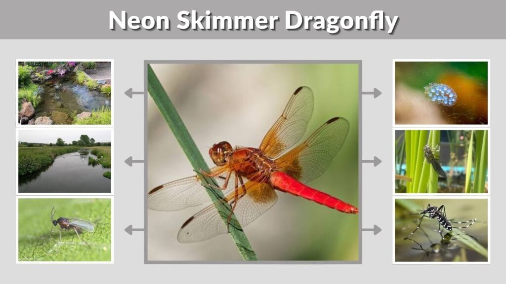 Neon Skimmer Dragonfly: Identification, Habitat, and Facts