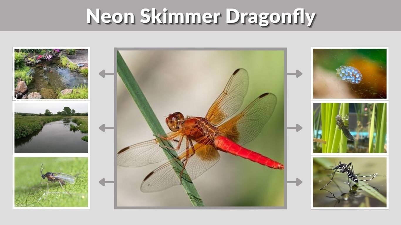 Neon Skimmer Dragonfly: Identification, Habitat, and Facts