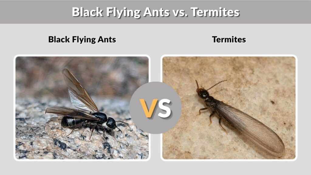 Black Flying Ants vs. Termites
