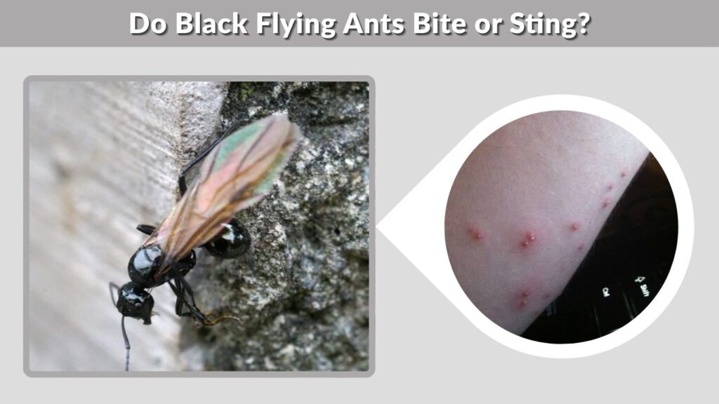 Do Black Flying Ants Bite or Sting?
