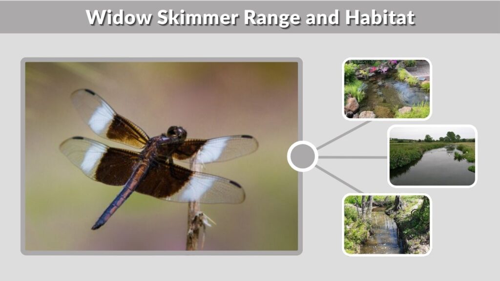 Widow Skimmer Range and Habitat