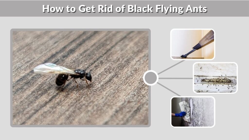 How to Get Rid of Black Flying Ants