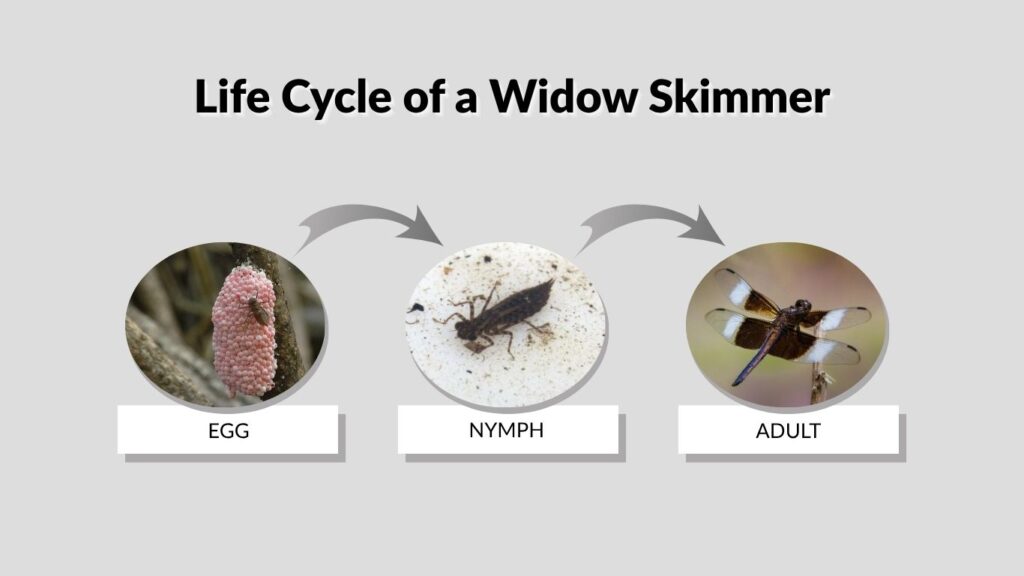 Life Cycle of a Widow Skimmer