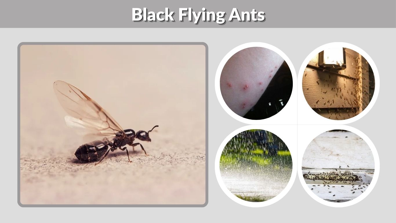 Black Flying Ants: Identification, Bites, and Control