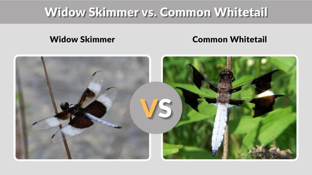 Widow Skimmer vs. Common Whitetail