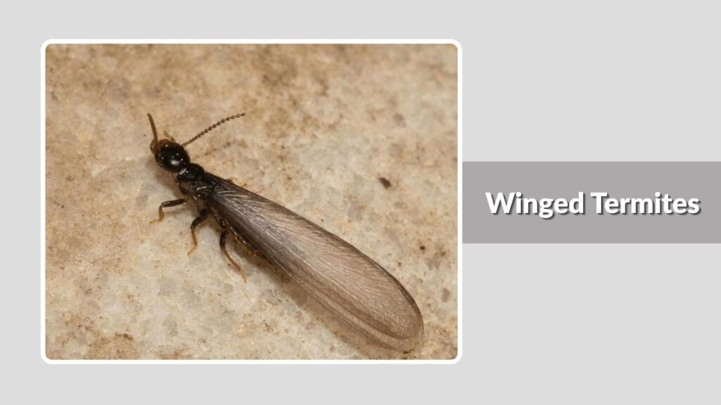 Winged Termites