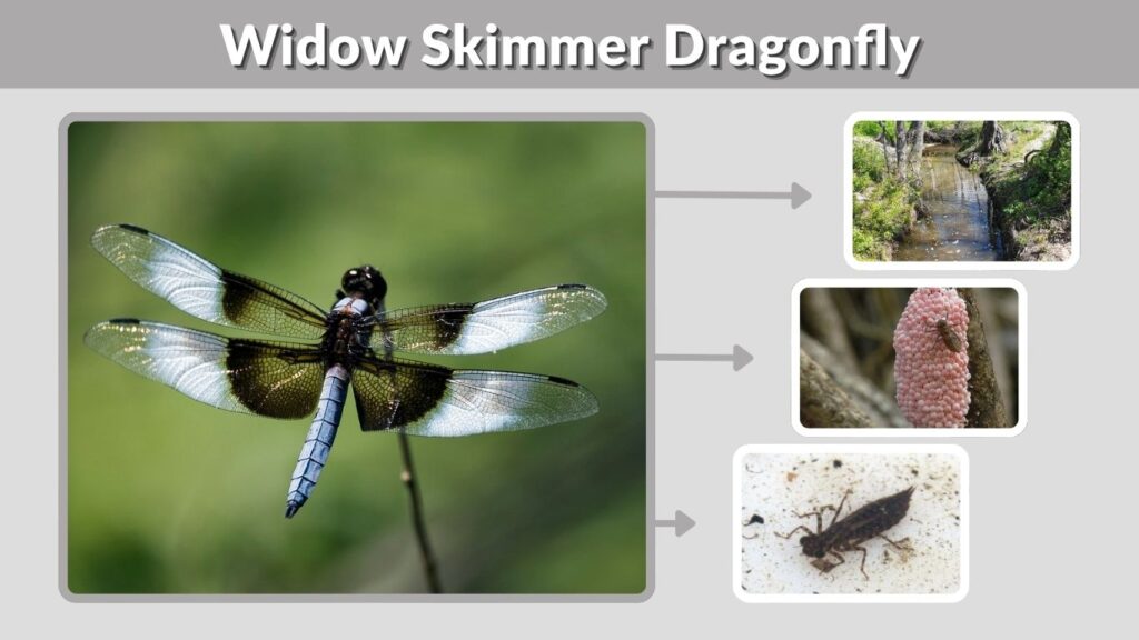 Widow Skimmer Dragonfly: Identification, Range, and Facts