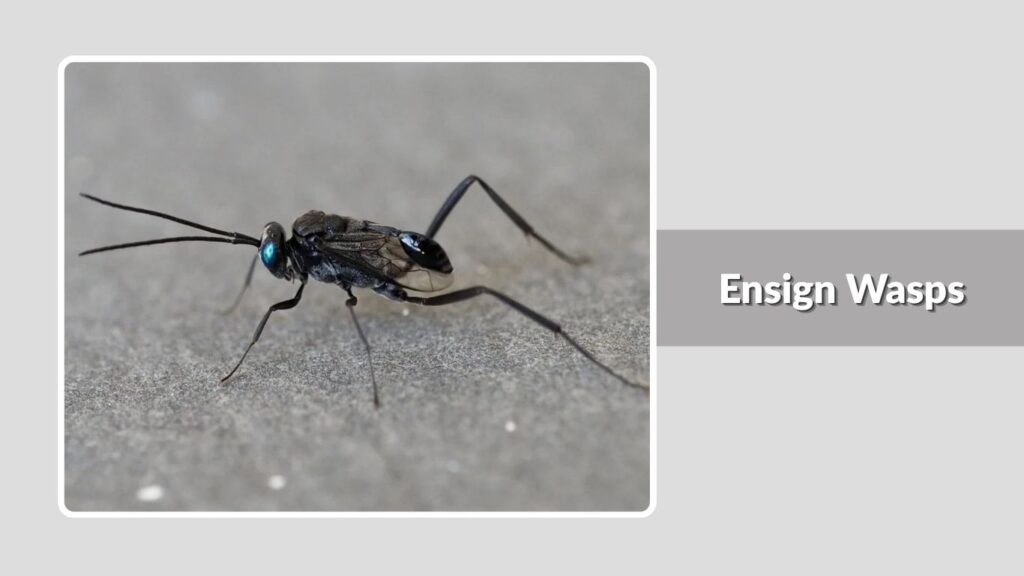 Ensign Wasps