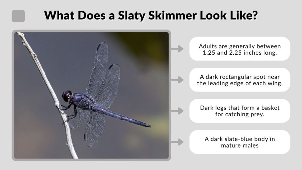 What Does a Slaty Skimmer Look Like?