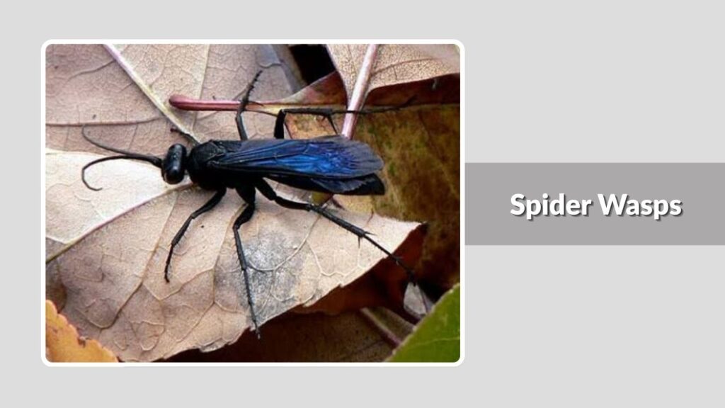 Spider Wasps