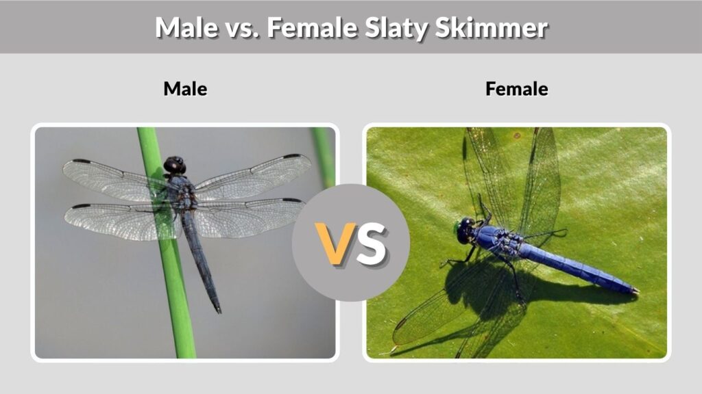 Male vs. Female Slaty Skimmer