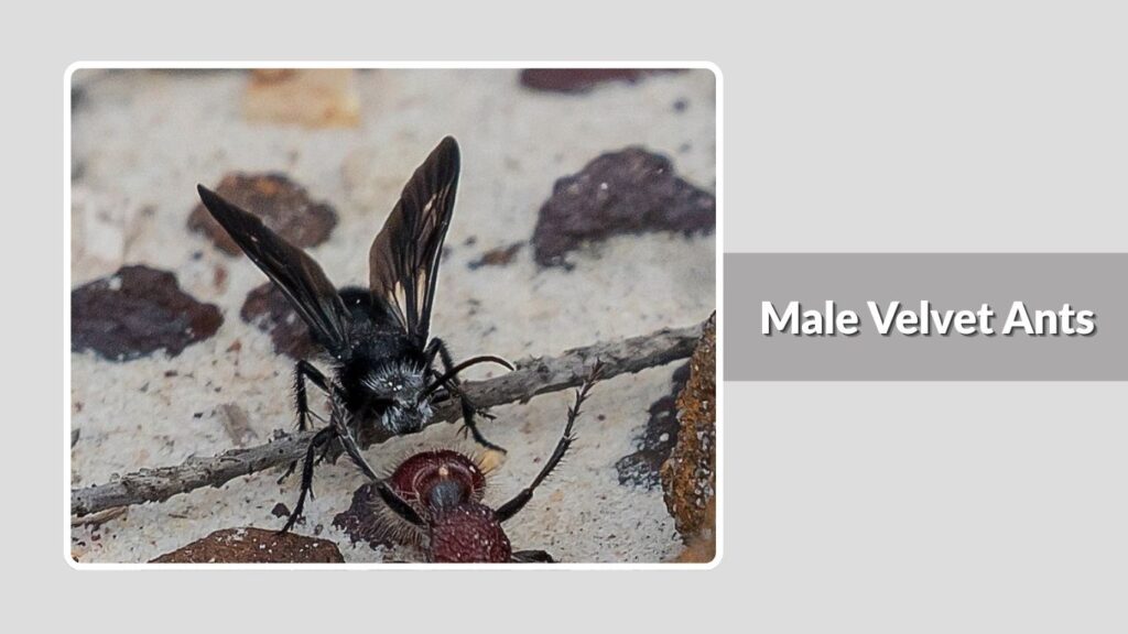 Male Velvet Ants