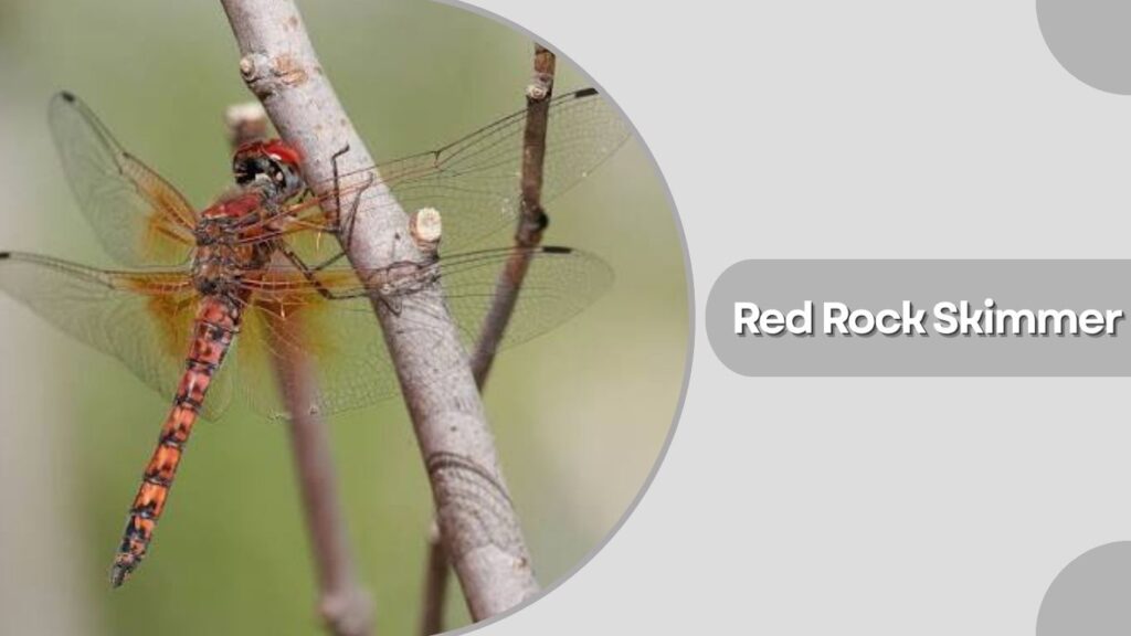 Red Rock Skimmer