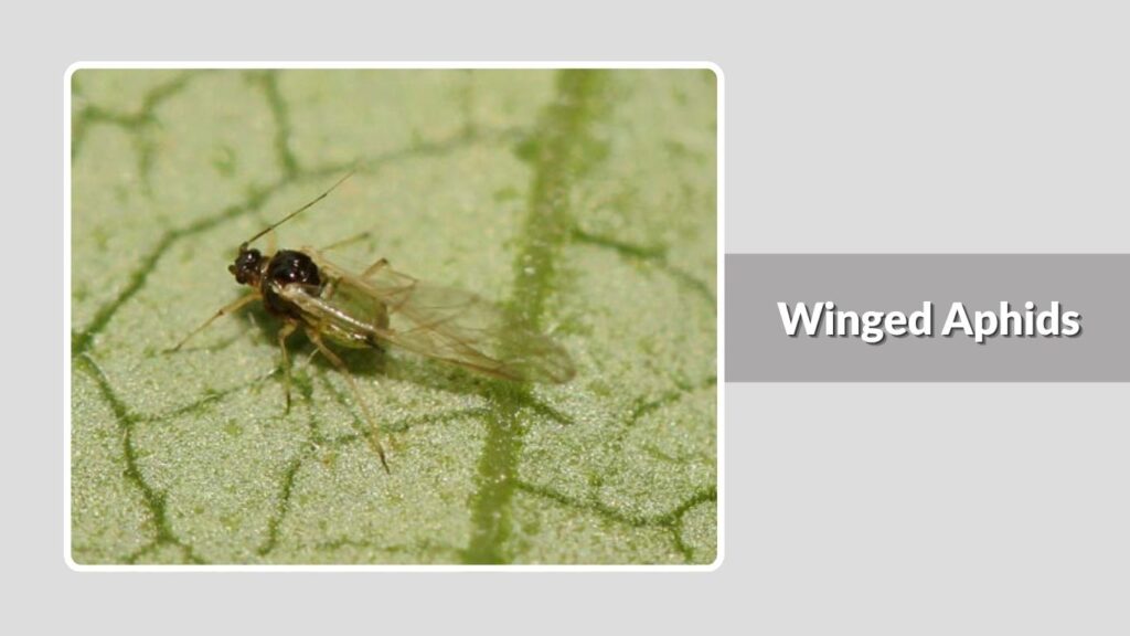 Winged Aphids