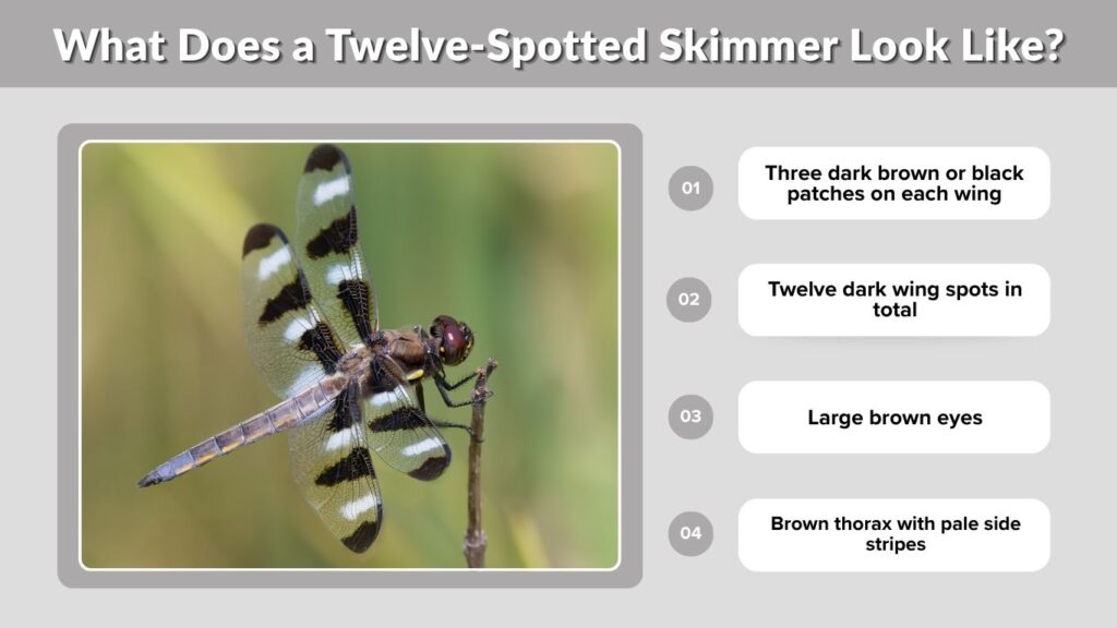 What Does a Twelve-Spotted Skimmer Look Like?
