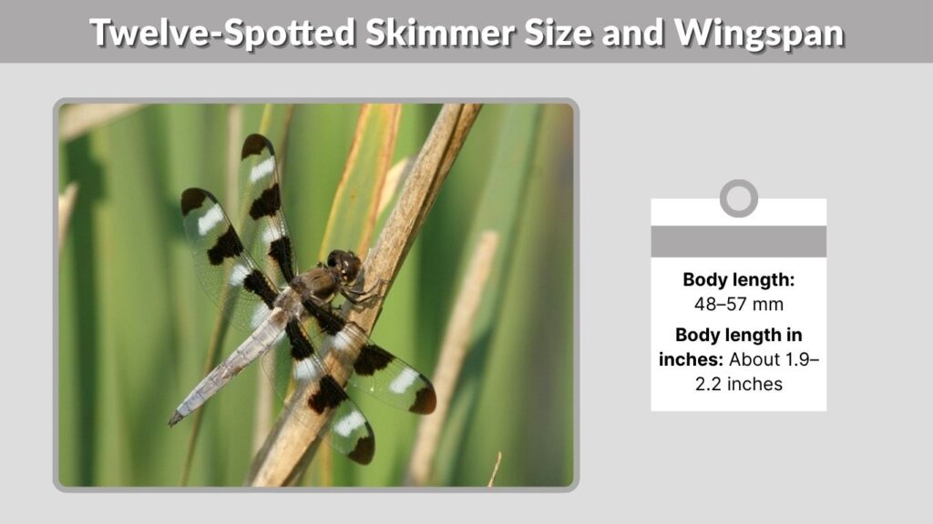 Twelve-Spotted Skimmer Size and Wingspan