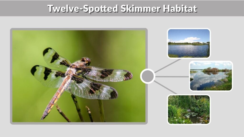 Twelve-Spotted Skimmer Habitat