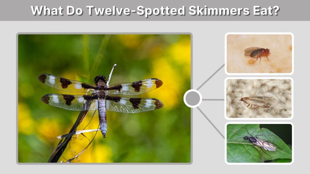 What Do Twelve-Spotted Skimmers Eat?