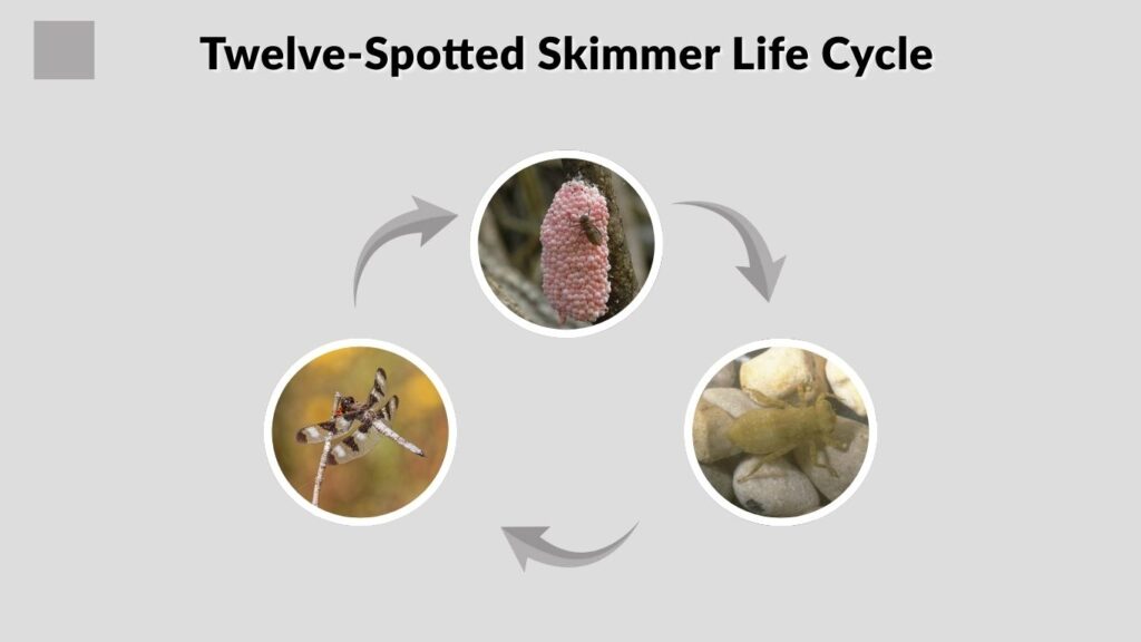 Twelve-Spotted Skimmer Life Cycle