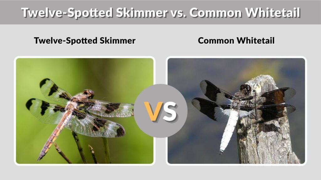 Twelve-Spotted Skimmer vs. Common Whitetail